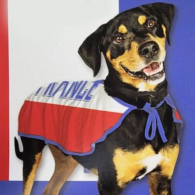Pet products - dog costumes France size S and M