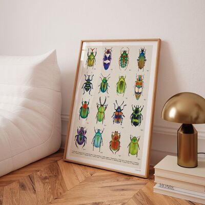Afiche decorativo Planche entomologique coléoptères