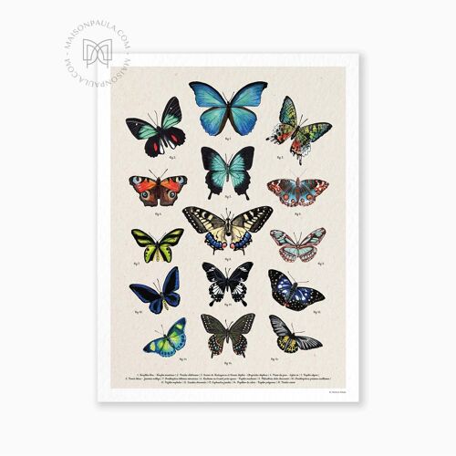 Affiche Planche entomologique les papillons
