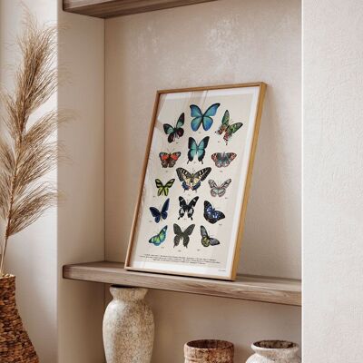 Affiche Planche entomologique les papillons