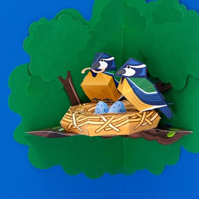 Crea tu propio y hermoso nido de herrerillo azul