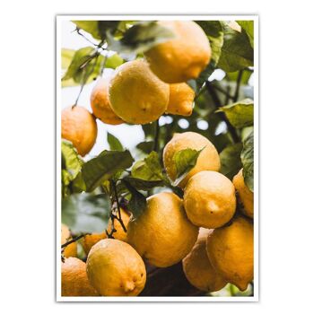 Oranges d'Italie - affiche de cuisine 1