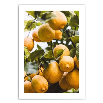 Oranges d'Italie - affiche de cuisine 4