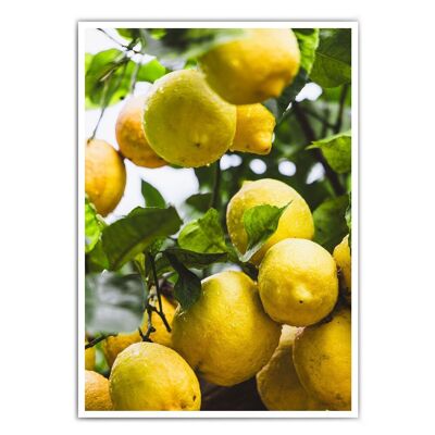 Limones frescos - cartel de cocina