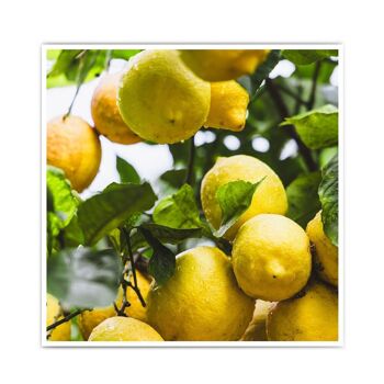 Citrons frais - affiche de cuisine 7