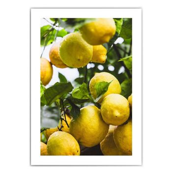 Citrons frais - affiche de cuisine 11