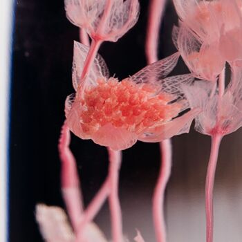L'Herbarium de Théophile - Astrance Rose - Fleur immergée 3
