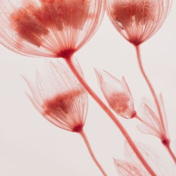 L'Herbarium de Théophile - Astrance Rose - Fleur immergée 4