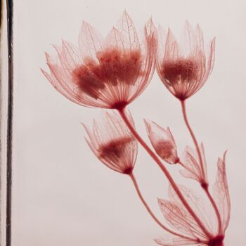 L'Herbarium de Théophile - Astrance Rose - Fleur immergée 5