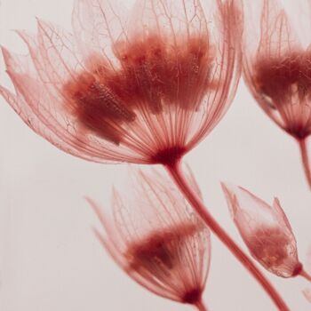 L'Herbarium de Théophile - Astrance Rose - Fleur immergée 7