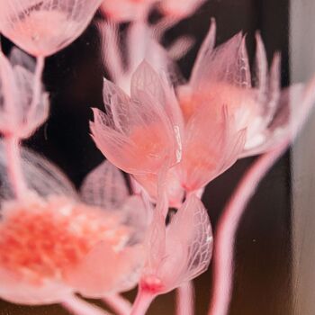 L'Herbarium de Théophile - Astrance Rose - Fleur immergée 8