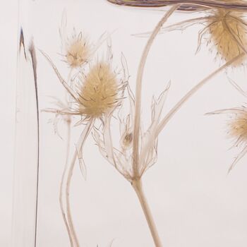 L'Herbarium de Théophile - Petit Chardon sec blanc - plante immergée 2