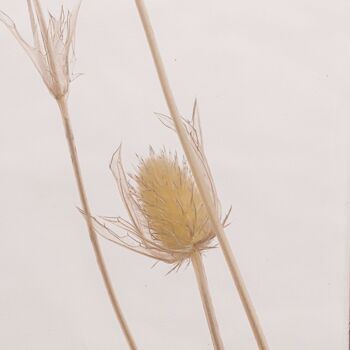 L'Herbarium de Théophile - Petit Chardon sec blanc - plante immergée 6