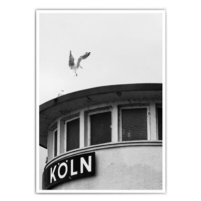 Cologne picture - seagull