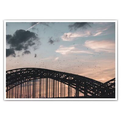 Uccelli del ponte Hohenzollern - foto di Colonia