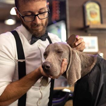 Brosse pour chien Barbershop - Dents fines 3