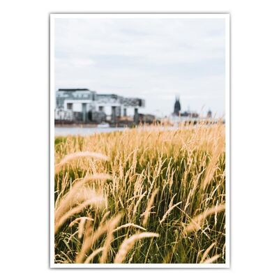 Nature on the Rhine - picture of Cologne as a wall decoration