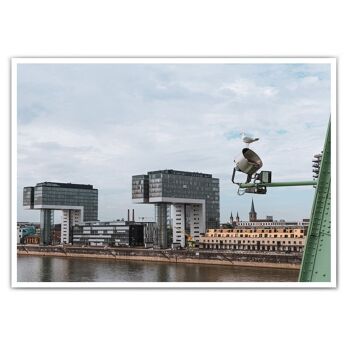 Mouette grue - photo de Cologne 9