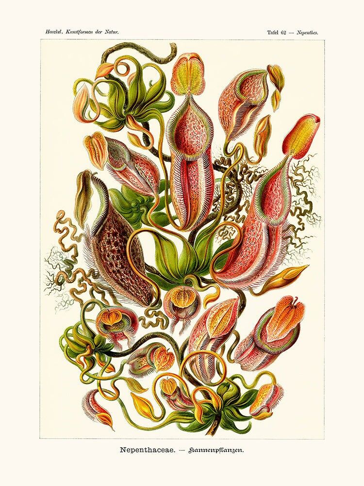 Manifesto delle Nepenthaceae