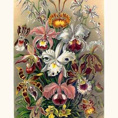 Affiche Orchideae