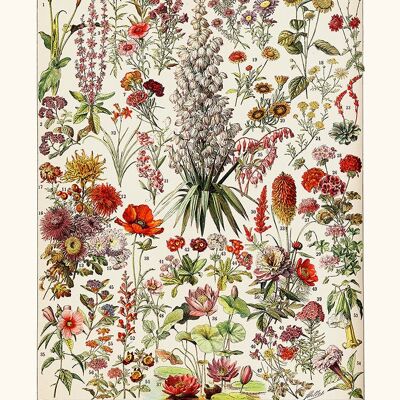Affiche Fleurs vivaces