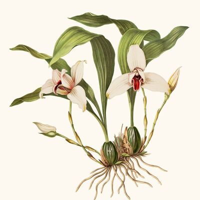 Orquídea Maxillaria Póster