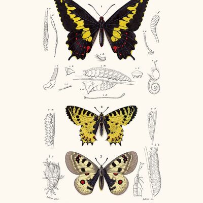 Mariposa Duponchel Póster