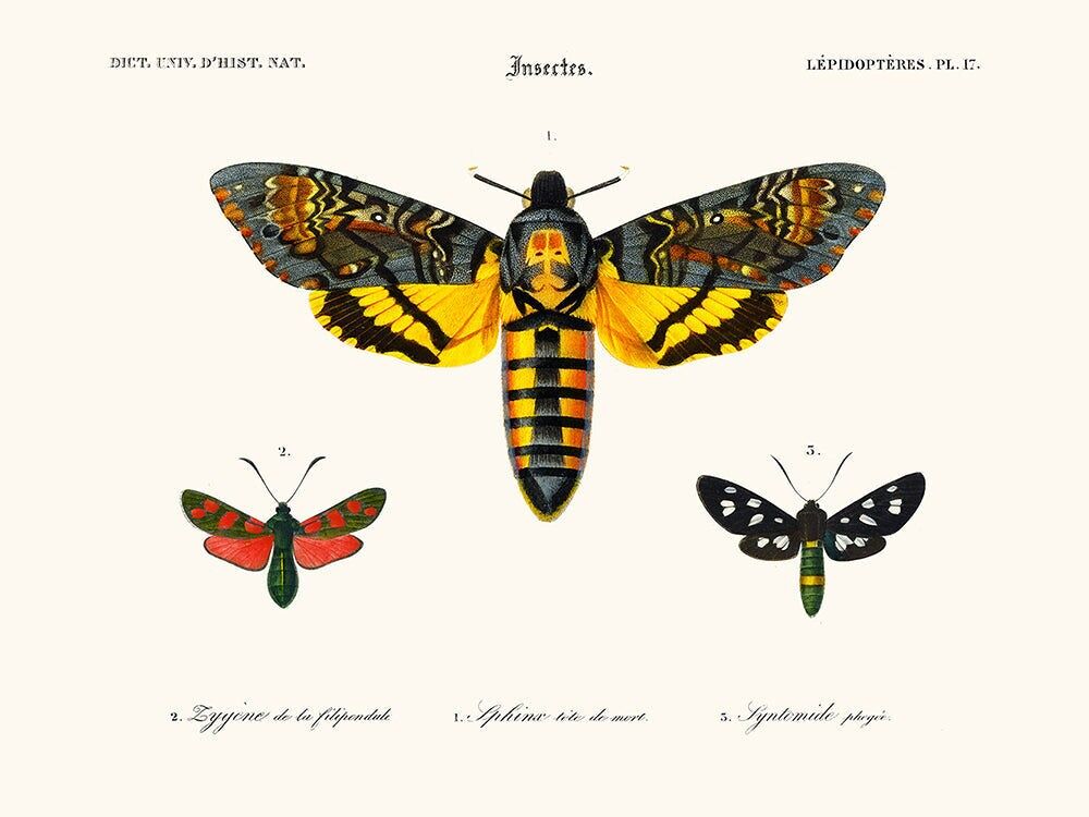 Poster di farfalla Sfinge