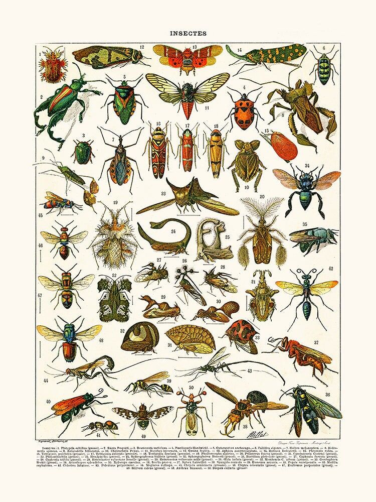 Poster Insekten Platypria...