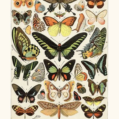 Affiche Papillons Exotiques