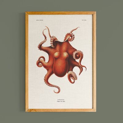 Póster Cefalópodo