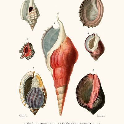 Poster Molluschi Pl22