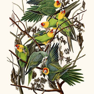 Carolina Parrot Poster