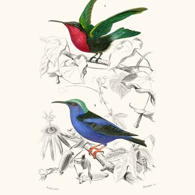 Póster Colibrí