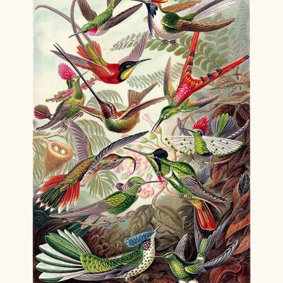 cartel kolibri