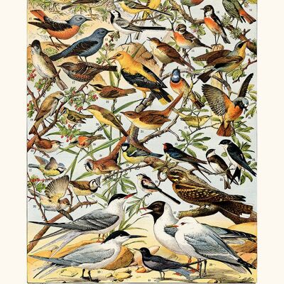 Birds Poster (Pipit)