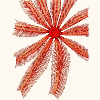 Poster di echinodermi