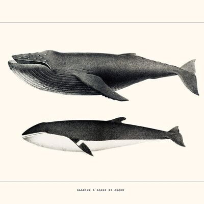 Ballena jorobada y orca Póster
