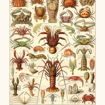 Póster Mariscos