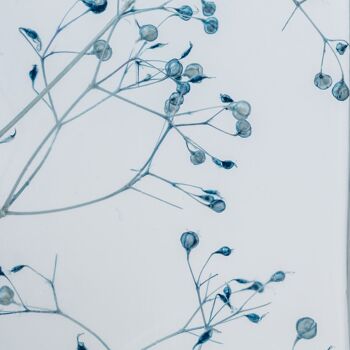 Offre -Les 4 Herbariums de Théophile - Gypso bleu + Plumosus + Luthi + Broom jaune 4