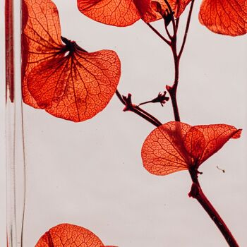 Offre Fête des mères -Les 2 Herbariums de Théophile - Hortensia rouge H17 + Gypso safran H10 3