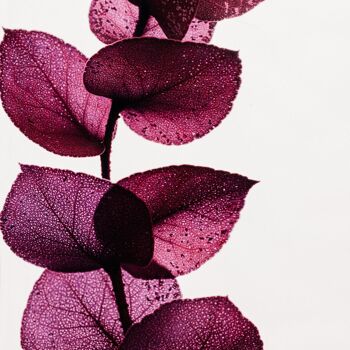 Offre -Les 3 Herbariums de Théophile - Eucalyptus violet + Ruscus rose + Hortensia Lilas 3