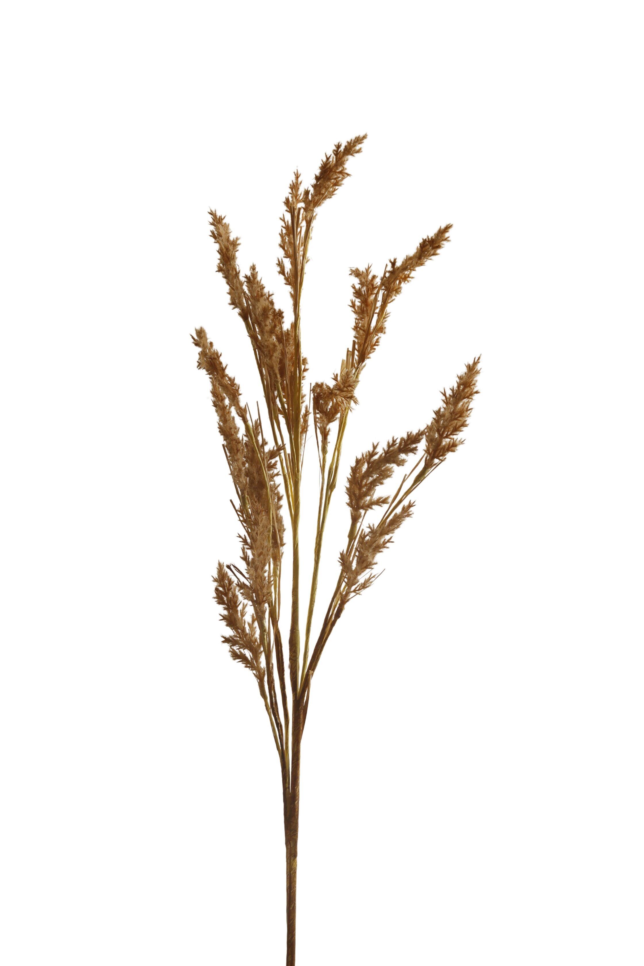 PALMO MARRONE CHIARO HM843204