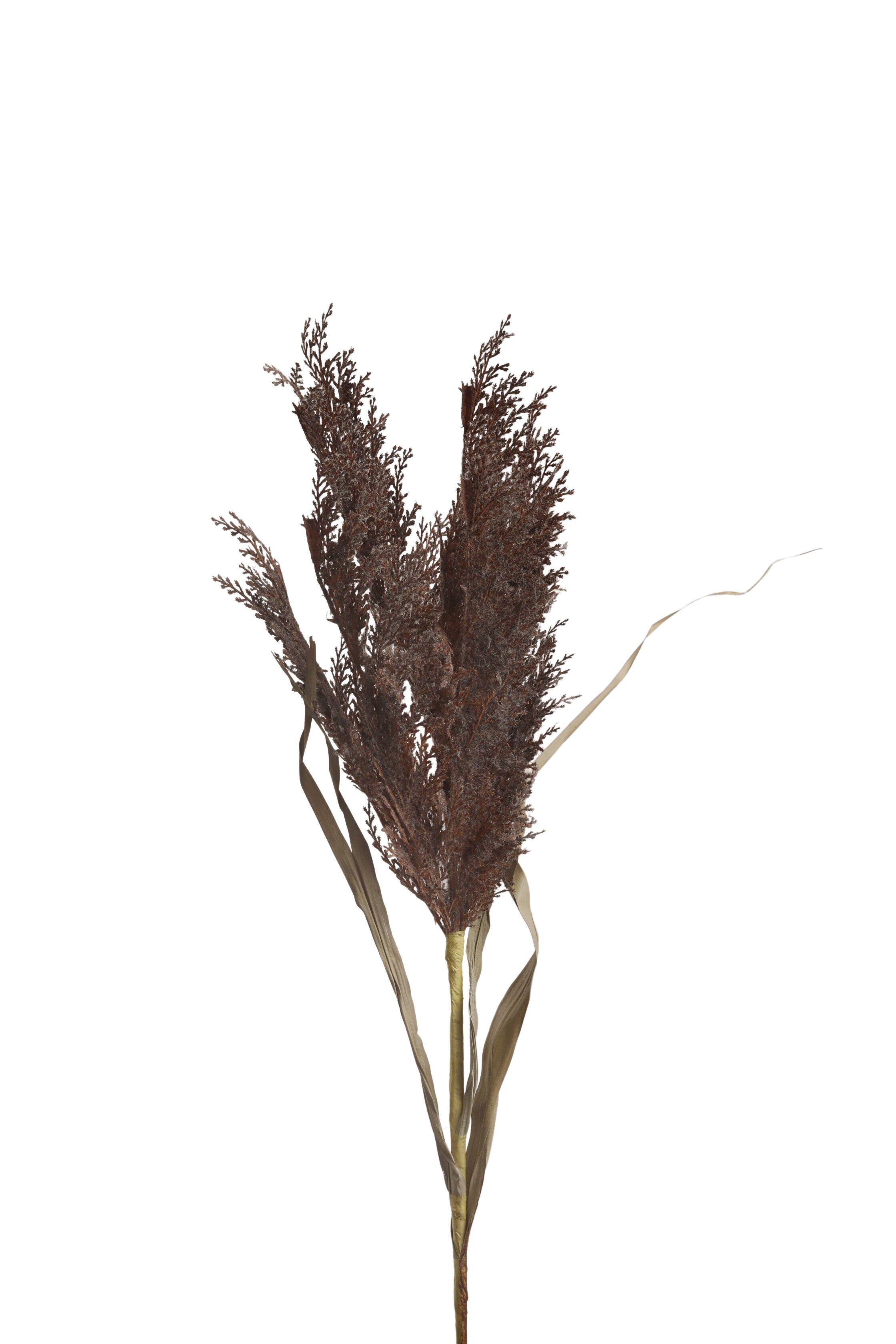 ASTA PALMA GRIGIA HM843209