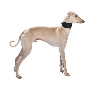 Collier pour chien Bobby - Oscar Greyhound 3