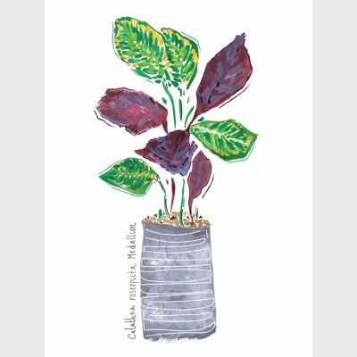 Calathea Art Print - Medium