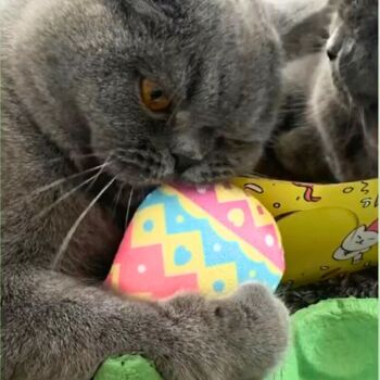 Oeufs MyMeow Eggciting 2