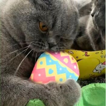 MyMeow Eggciting Eggs, jouet en peluche pour chat 2