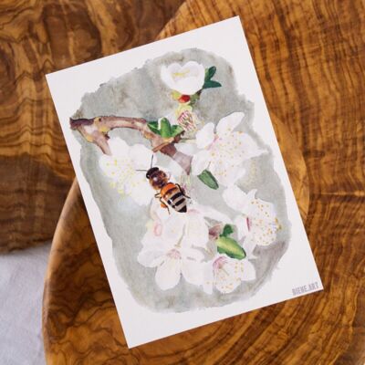 Biene auf Kirschblüte (Postkarte)