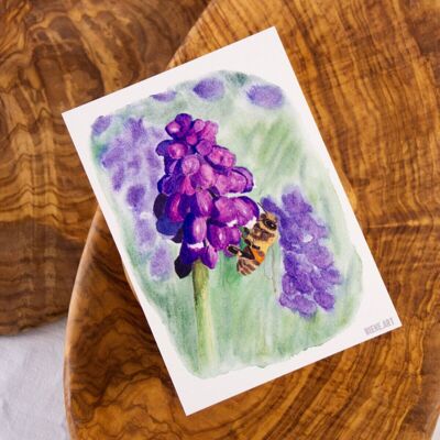 Bee on grape hyacinth (postcard)